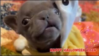 Tiny Frenchie - Tinker Tot Says Happy Halloween 2024 to All Her Audience