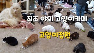 #22고양이정원 카페 고양이들의 천국에서 힐링하고 왔어요 Cat garden  cafe