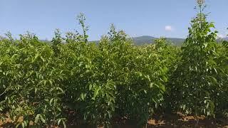 AGROKARADAG - Green Life | Chandler Ceviz Fidanı, Badem Fidanı, Meyve Fidanı