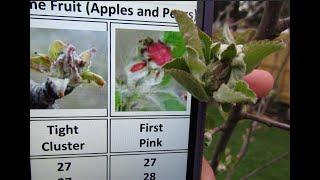 Frost and Freeze Damage to Fruit Tree Buds