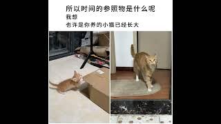 #猫主子的日常 #这小猫谁养谁不迷糊啊 #橘猫