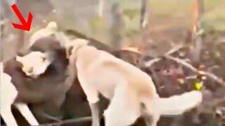 Kangal full contact fight with wild animals!!!