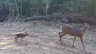 NOoooooo!!!!  This fawn was just born!