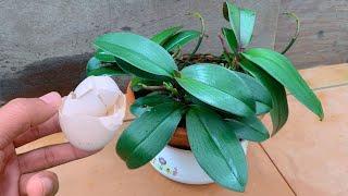 Place under each orchid pot! Suddenly grows many roots and blooms all year round