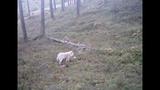 Biały wilk na Pomorzu? Leśnicy pokazali nagranie!