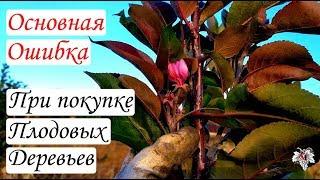 Основная ошибка при покупке саженцев плодовых деревьев