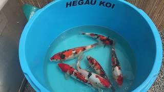 Hegau KoiRaum - OGATA Nisai Koi 2