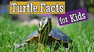 Turtle Facts for Kids