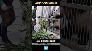 사랑스러운 후이바오 후쪽이｜그 판다의 시작 The lovely Huibao, The beginning of that panda