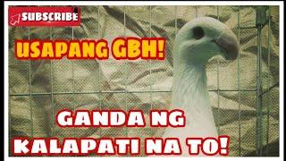 PIGEON TALK WITH MC P-JANN | FEATURING GERMAN BEAUTY HOMER | GARAHE PH TV