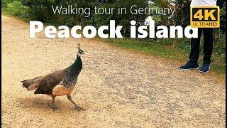  Discover the Serenity of Peacock Island (Pfaueninsel) in Potsdam! 