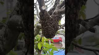 A swarming small colony of honey bees