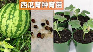 种西瓜, 育苗育种, 移栽时间, 注意事项, 身边的种子七 How to grow watermelon from seeds?