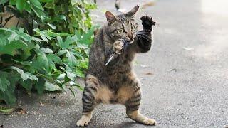 Cats Getting More Silly  Funniest Cat Videos 2025