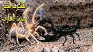 Camel spider, desert monster, and lion spiders