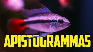 Beginner's Guide to Apistogramma Cichlids - Colorful Centerpiece Fish for Nano Tanks