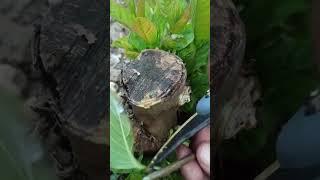 Guava Grafting Technique | Method Of Guava Grafting Tree #75