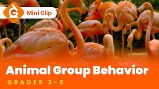 Animal Group Behavior for Kids | Grades 3-5 Science Lesson | Mini Clip