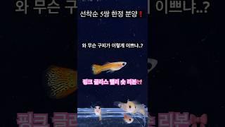 와 무슨 구피가 이렇게 이쁘냐… 진짜 너무 이쁜데요? #구피분양 #구피 #구피치어 #aquarium #물고기 #구피키우기 #굽썰