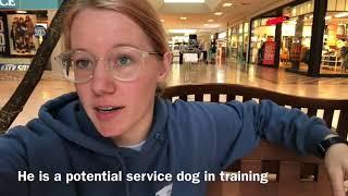 Service dog / public access work with Ace don’t pet my dog!