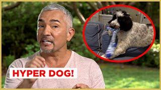 This DOG grabs EVERYTHING in the house! | Cesar 911