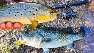 Small Creek Fishing Adventure