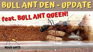 Bull Ant Queen & the Bull Ant Den - Novo Ants - Ant Keeping