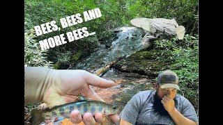 Blue Lines, Brookies and BEES!