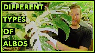 The Different Types of Albo Monstera | Monstera Variegata Albino