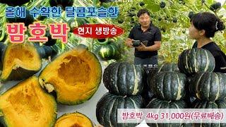  오래 기다린 올해 밤호박, 잘 숙성되고 있습니다.