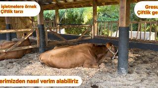 İNEKLERİMİZDEN NASIL VERİM ALIRIZ/ ÖRNEK AHIR MODELİ/ AİLE TİPİ ÇİFTLİK MODELİ