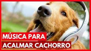 MÚSICA para ACALMAR cachorro, RELAXAR cachorro! 2:00 horas!