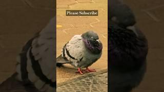 SLEEPY PIGEON