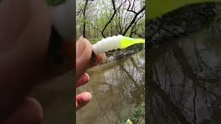 Los mejores señuelos para pescar white bass