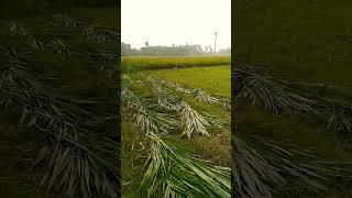 #trending #short video #viral #Ak Akash vlogs bd