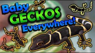 Chinese Cave Geckos- Babies Hatching and Care Tips!