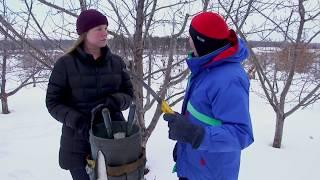 UMN Extension Apple Pruning Tips Part One