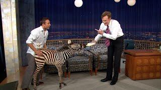 Animal Expert Jarod Miller: The 3-Month-Old Zebra | Late Night with Conan O’Brien