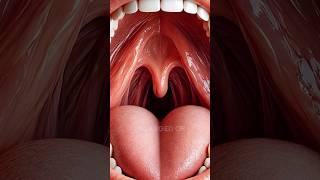 What is the Uvula?