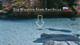 Fly fishing in Slovenia | Koritinca | Big grayling from Koritnica