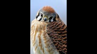 Making kestrel jesses