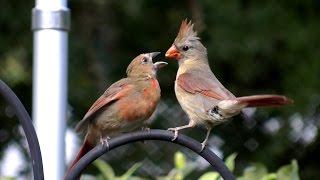 Northern cardinal feeding baby bird FYV