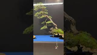 Scots pine at Trophy Bonsai Show 2024 #bonsai #bonsaitree #pinebonsai #tree #bonsaiart #bonsaigram