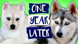 Alaskan Klee Kai Growing Up | Day 1 to 1 Year | Puppy Transformation | Mini Husky Grows Up