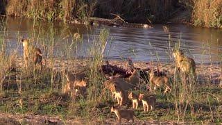 Lion mothers choose to stand their ground against crocodiles