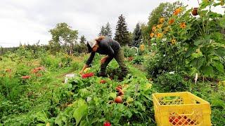 Giant Garden Harvest | Old Root Cellar Storing