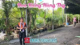 Hoa Kiểng Hùng Thy || Lên Hàng Dự Án #300 - Trang Trí Resort, Villa, Biệt Thự