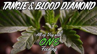 How To Get Autos Through Veg With ONE Feeding (WEEKS 1-4 - Tangie & Blood Diamond)