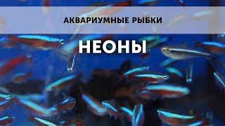 Аквариумные рыбки. Неоны.