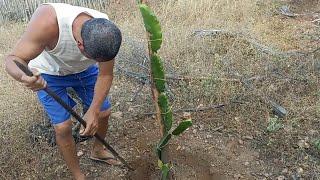 Ajeitamos a Pitaya e a amora.